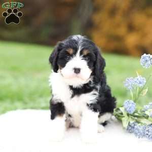 Marla, Cavapoo Puppy